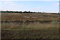 Scrubland by the A6, Burton Latimer