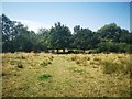 Cattle Grazing