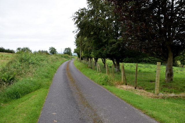 Trees along Lisnacreaght Road © Kenneth Allen :: Geograph Ireland