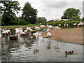 SO7104 : Flamingo Lagoon by David Dixon