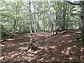 Woodland path alongside Holm Burn