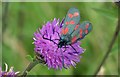 Six-spot Burnett seen in Rimrose Valley Country Park