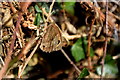 Meadow brown butterfly, Tattykeel