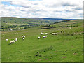 Farmland above Brotherlee