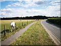 Horse Field next to Tilehouse Lane