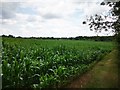 Crop Field