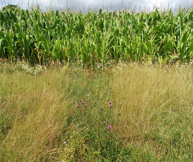 Cullompton: field of maize