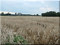 SK1118 : Barley field, east of Sandborough House Farm by Christine Johnstone