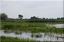 SD4774 : View from the Tim Jackson Hide, Leighton Moss by Mike Pennington
