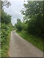 Road through woodland at Blaen Cennen