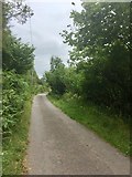 SN6920 : Road through woodland at Blaen Cennen by Alan Hughes