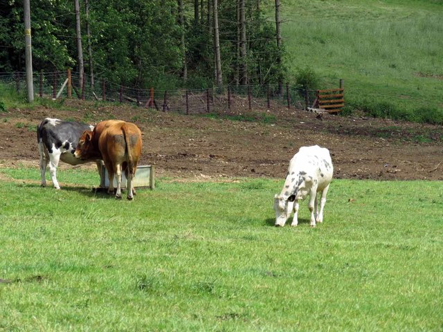 Cattle in field east of Skeffington Glebe Road