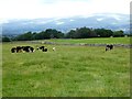 NY5818 : Field with cattle at High Murber Farm by Oliver Dixon