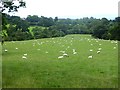 Field with many sheep