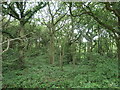 SK1320 : The Common, open access woodland near Woodmill Farm by Christine Johnstone
