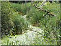 SO7104 : Stream and Reedbed, Slimbridge Wetland Centre by David Dixon