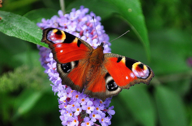 Peacock Butterfly, Acton Turville, Gloucestershire 2019