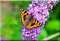 Small Tortoiseshell Butterfly, Acton Turville, Gloucestershire 2019