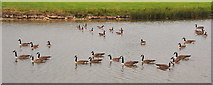 ST8083 : Canada Geese, Badminton Lake, Badminton, Gloucestershire 2019 by Ray Bird