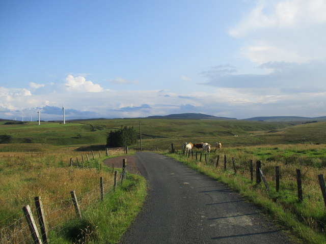 Cattle grazing near Auchrobert