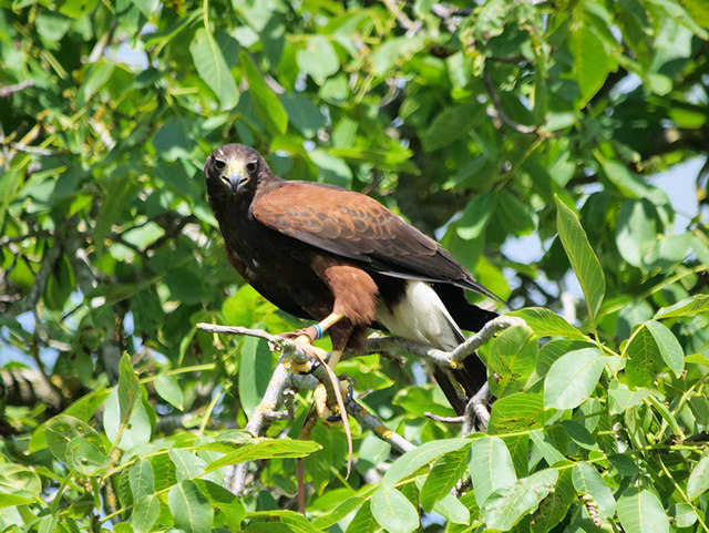 Hawk in a Tree