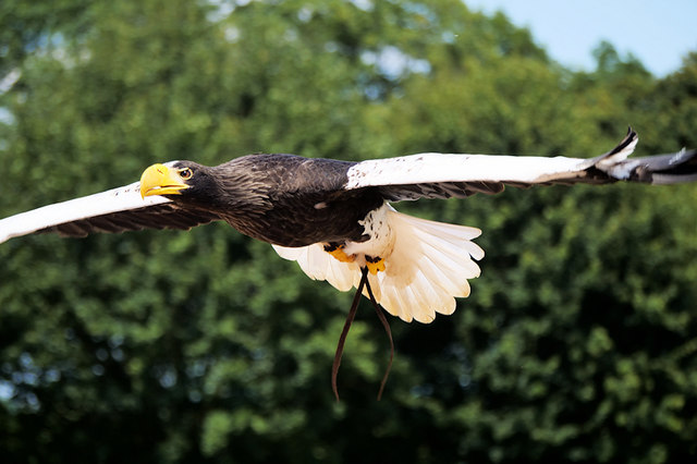 ICBP Flying Display, Steller's Sea Eagle © David Dixon :: Geograph Britain  and Ireland