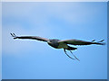 SO7023 : Buzzard Eagle Flying Display at ICBP by David Dixon