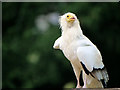 SO7023 : Egyptian Vulture (Neophron percnopterus) by David Dixon