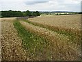 SP1656 : Wheatfield beside The Ridgeway by Philip Halling