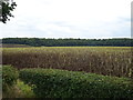 Crop field off Markyate Road