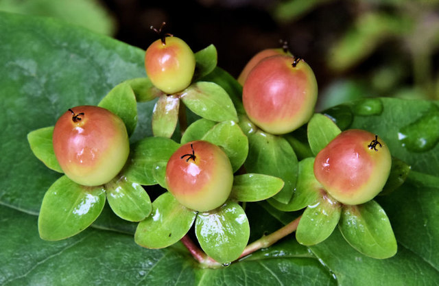Tutsan berries, Crawfordsburn Country Park - August 2019(1)