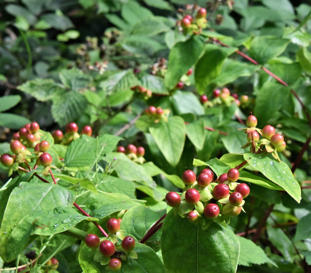 Tutsan berries, Crawfordsburn Country Park - August 2019(2)
