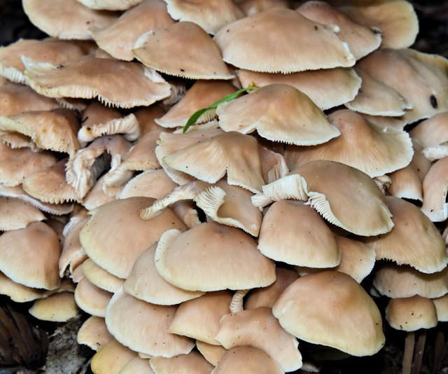 Fungi, Crawfordsburn Country Park - August 2019(1)