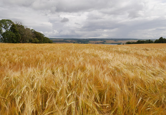 Barley fields, by Lemlair