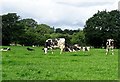 Cows at pasture