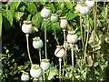 Poppy seed pods