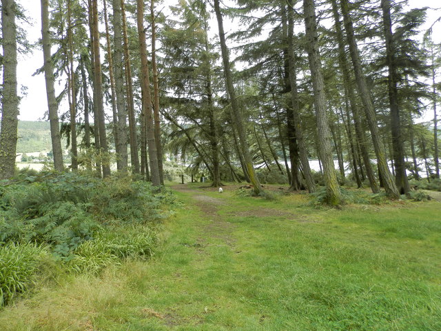 Woodland path in Torr Wood