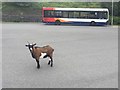 Blaencwm bus terminus