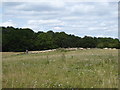 Flock of sheep near Hitch Copse