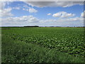 Sugar beet field and plantation near Bottom Farm