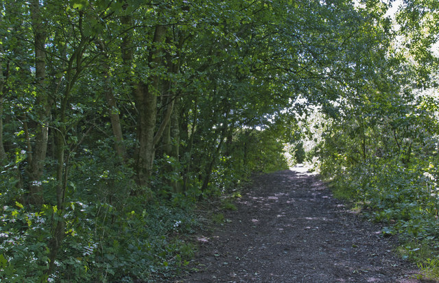 The path towards Freeman's Wood