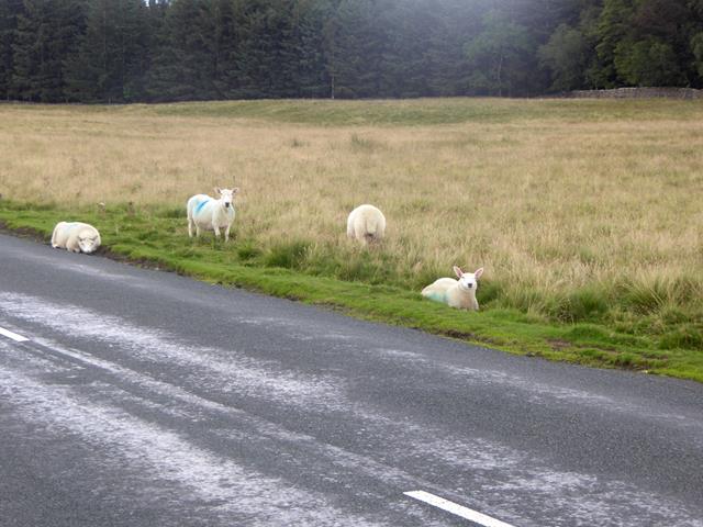 Lambs beside the B6260