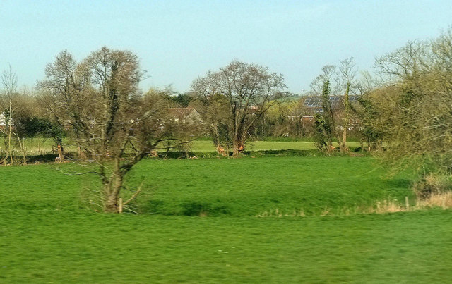 Streamside trees near Cullompton