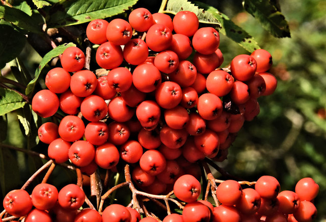 Rowan berries, Annadale, Belfast - August 2019(2)