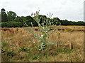 Monster thistle