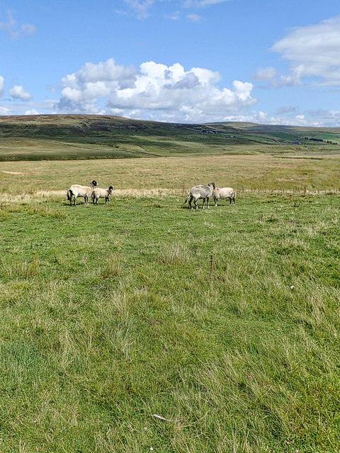 Sheep, Far Hill