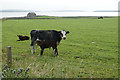 Mother with two calves above St Nicholas Kirk