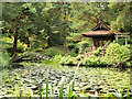 SJ7481 : Almond Eye Bridge and Shinto Shrine in the Japanese Garden at Tatton Park by David Dixon