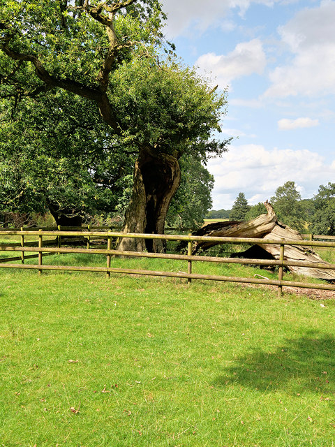 Ancient Oak at Tatton Park