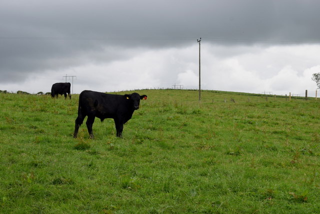 Cattle in a field and dark skies... © Kenneth Allen :: Geograph Ireland